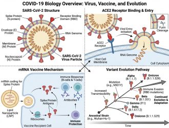 How SARS-CoV-2 Works: Virus Structure, Variants, and COVID-19 Vaccines Explained